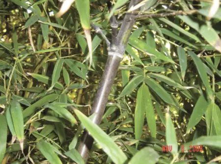 Planting bamboo