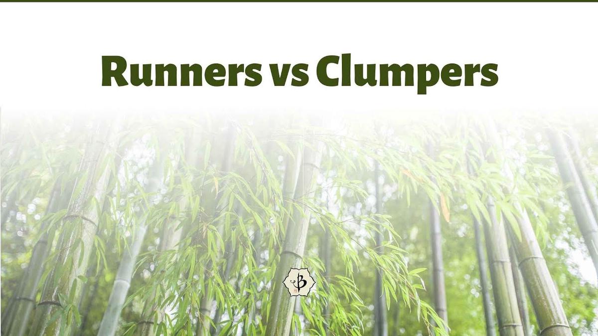 Running Bamboo vs Clumping Bamboo
