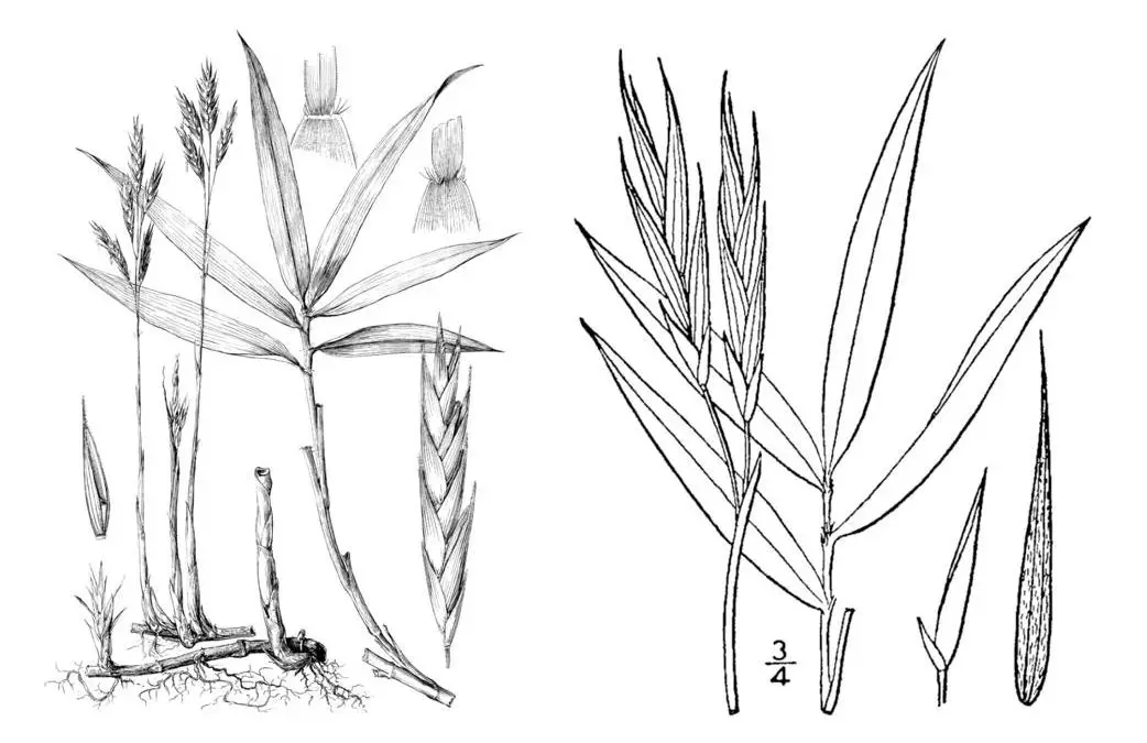North American bamboo discovery: Arundinaria appalachiana