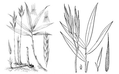 Another American bamboo: Arundinaria appalachiana