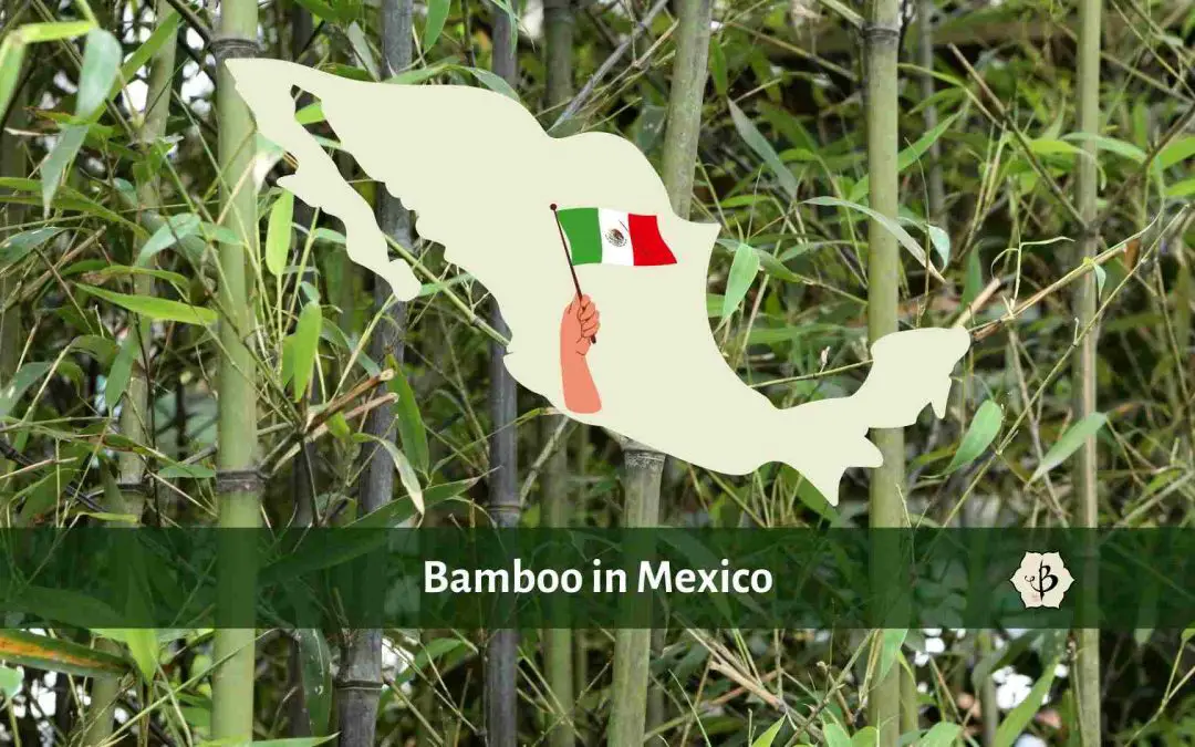 Bamboo in Mexico ¿Donde estan los bambúes?