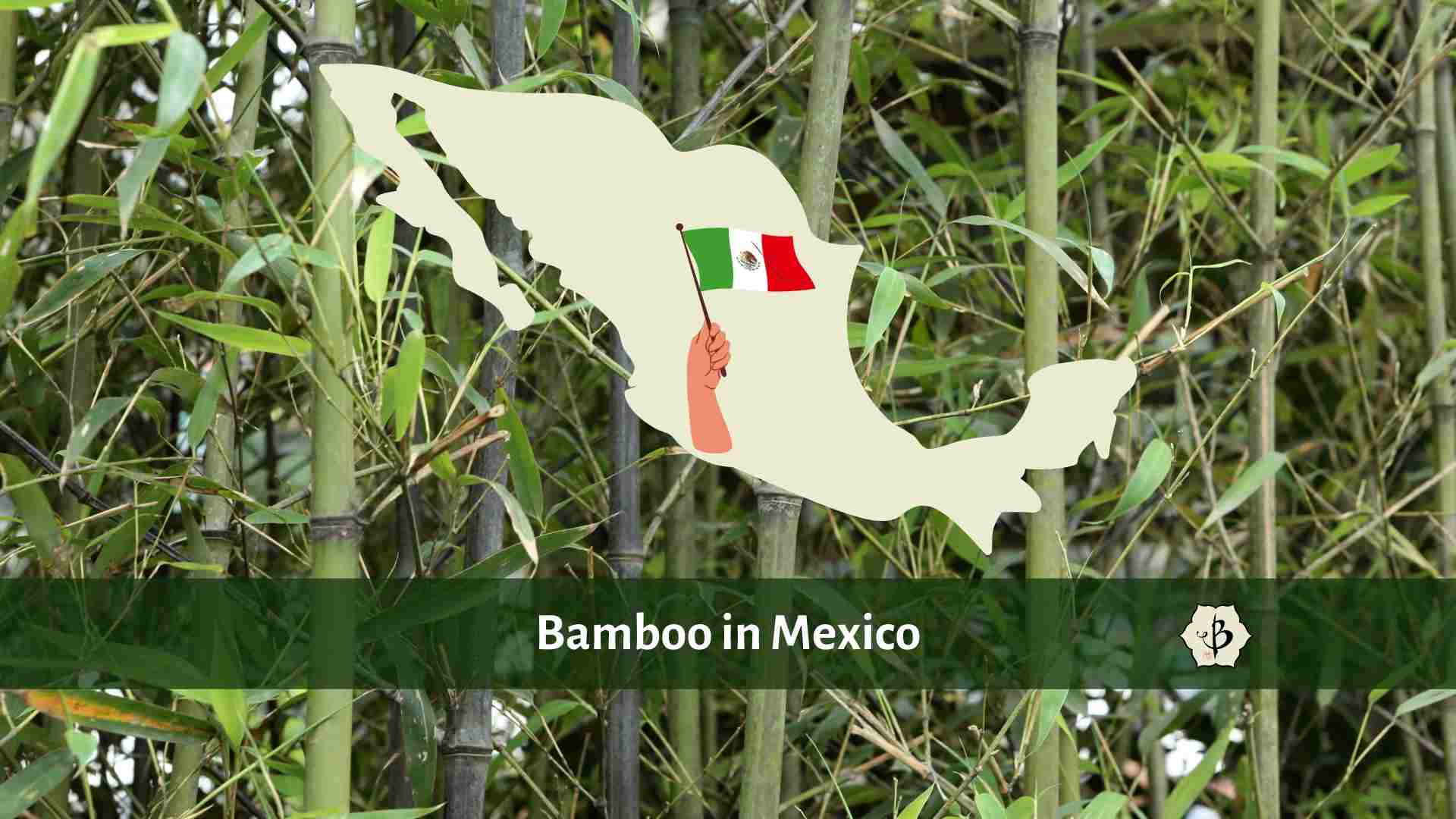Find Bamboo in Mexico