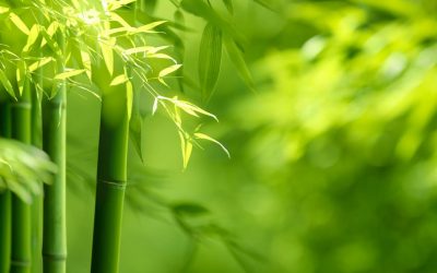 Bamboo Wisdom: Transcendence and the Collective Self