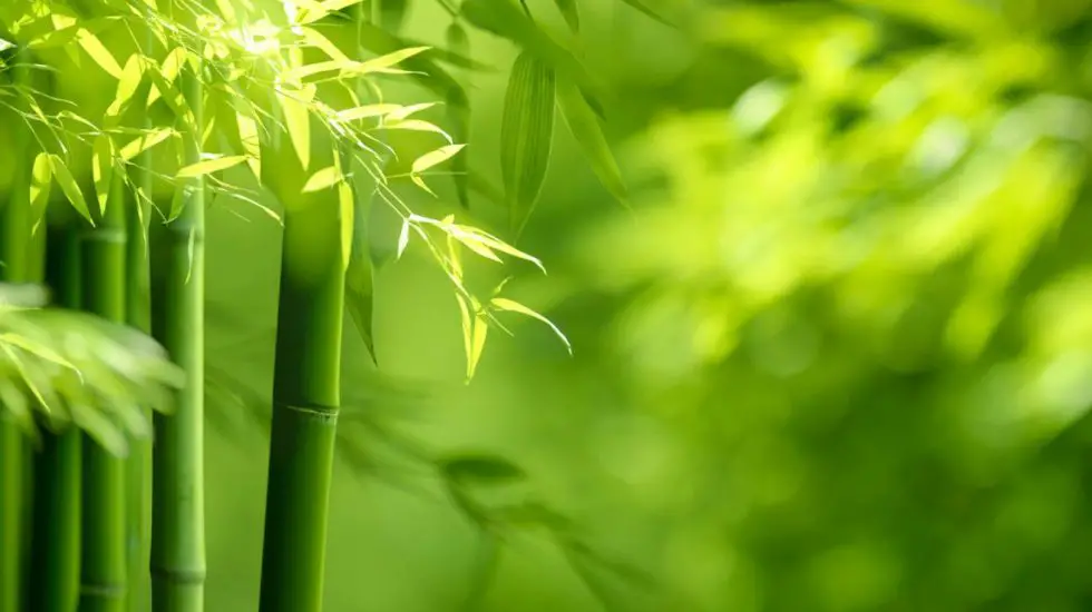 Bamboo Wisdom: Transcendence and the Collective Self