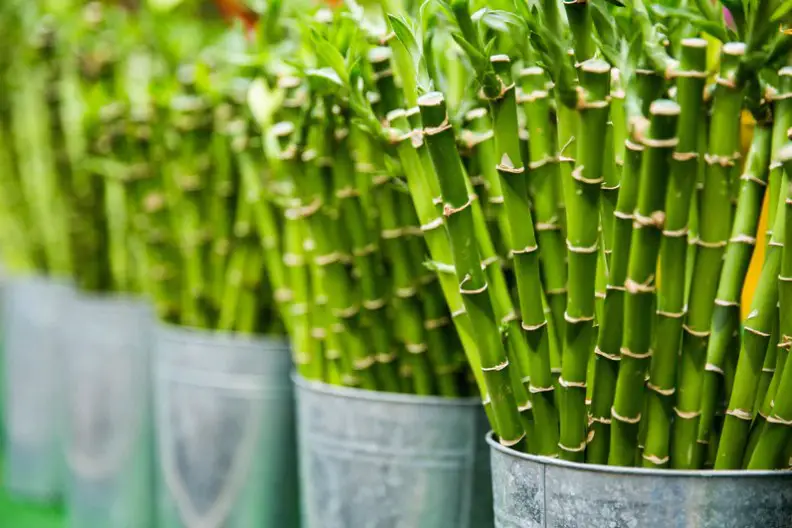 What is lucky bamboo?