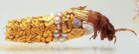 Caddisfly larvae