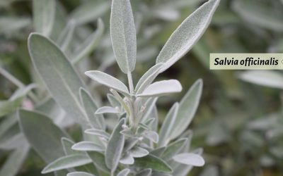 Sage advice: White sage’s healing properties
