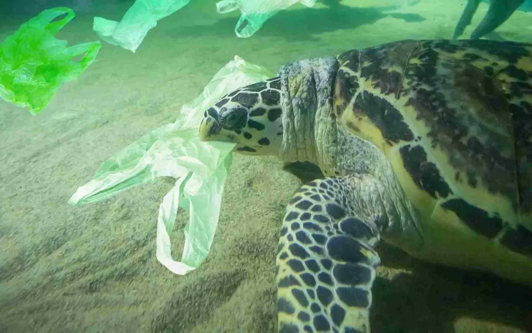 Reduce plastic bags