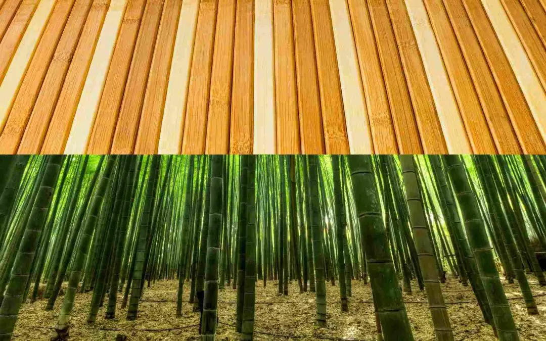 Bamboo innovations