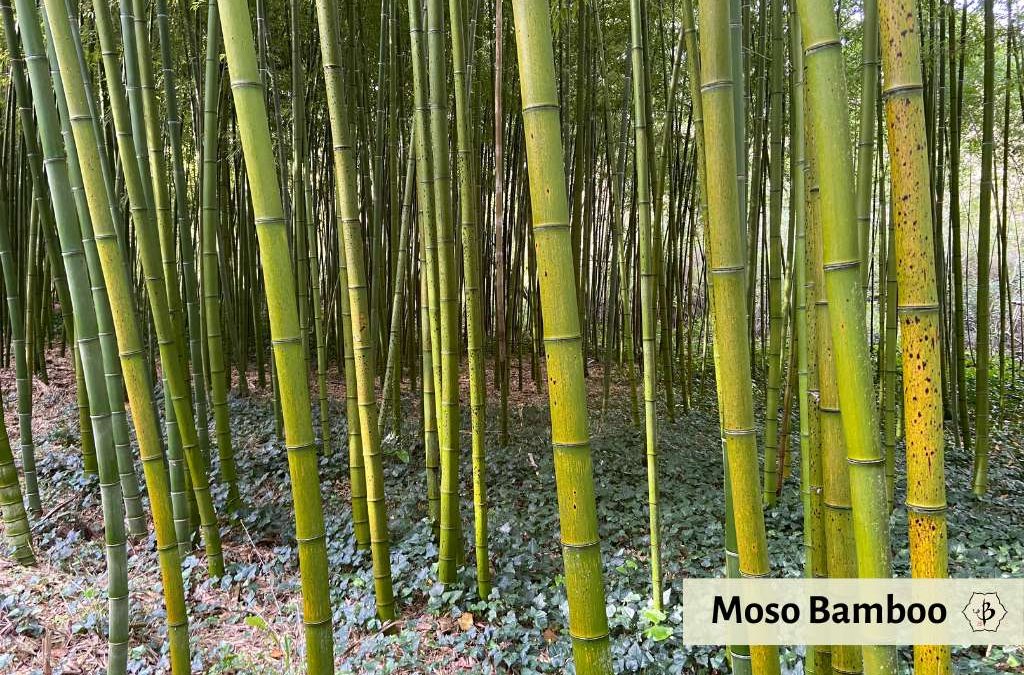 7 Most useful species of bamboo