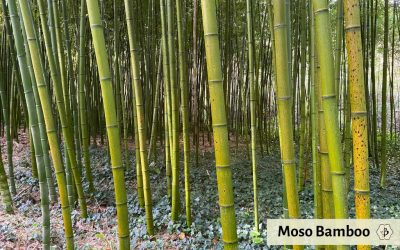 7 Most useful species of bamboo