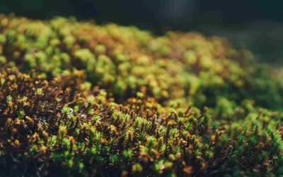 Poly produces power from plants and people: Cal Poly’s algae biofuel project