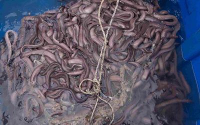 Slime not kidding: Hagfish goo may become a popular new natural textile