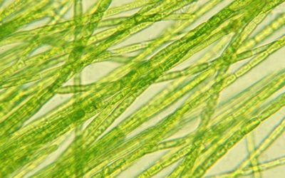 Ecclectic electricity: Algae-powered lights