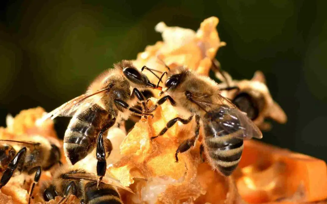 Honeybees in action