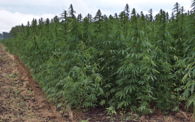 Hemp hemp hooray: Industrial hemp legalized in California
