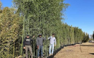 Where the green grass grows: Paso Bamboo Farm and Nursery