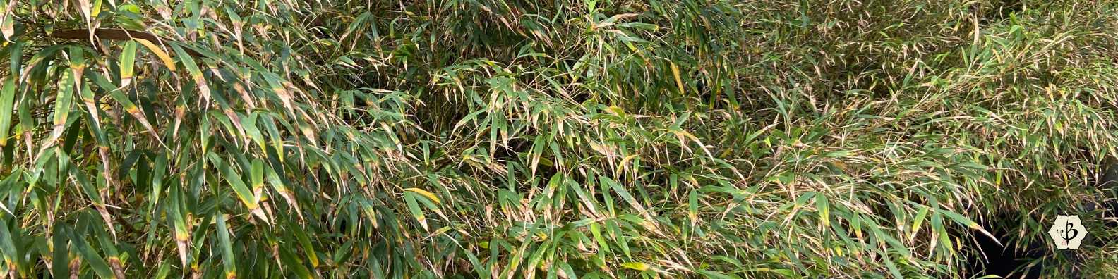 Bamboo leaf cascade banner