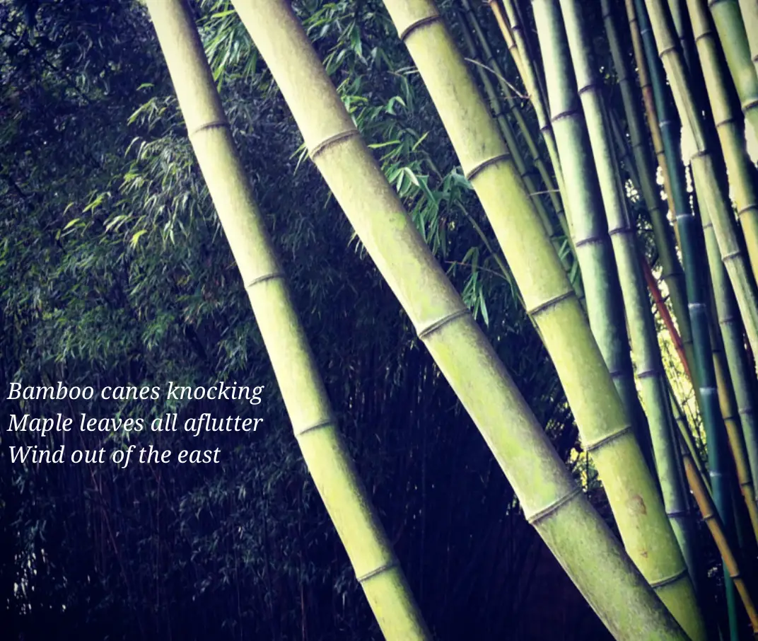 Bamboo Haiku Bambu Batu