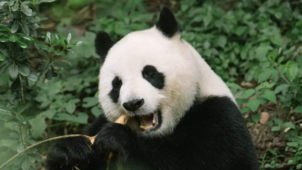 Panda Poop Fuel: Let’s break it down