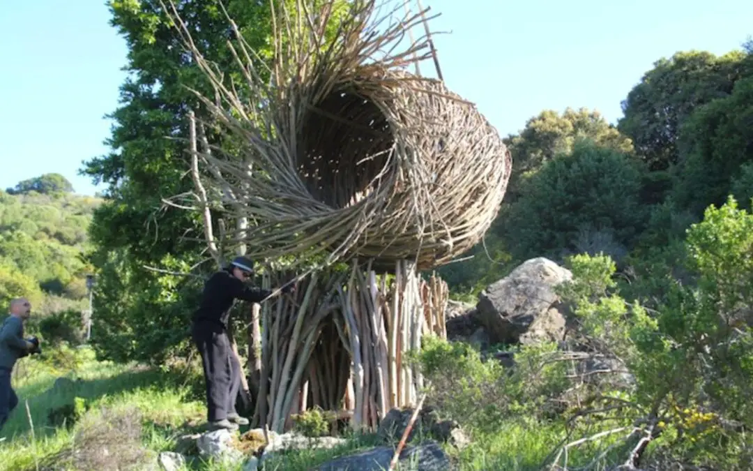 Go nest, young man: Jayson Fann’s tree dwellings