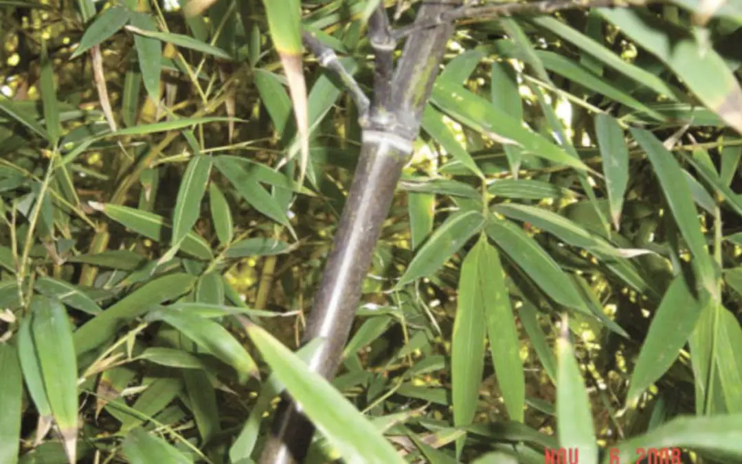 Clearing the air: Planting bamboo to curb climate change