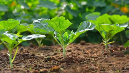 How to grow kale