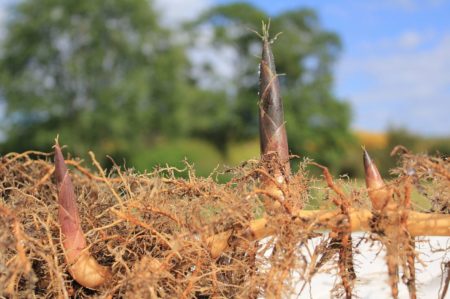 Bamboo rhizomes resist containment