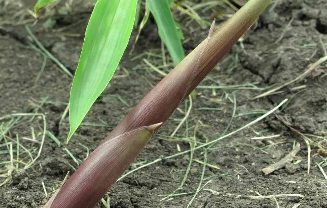 Bamboo Shoots: Edible, sustainable and nutritional