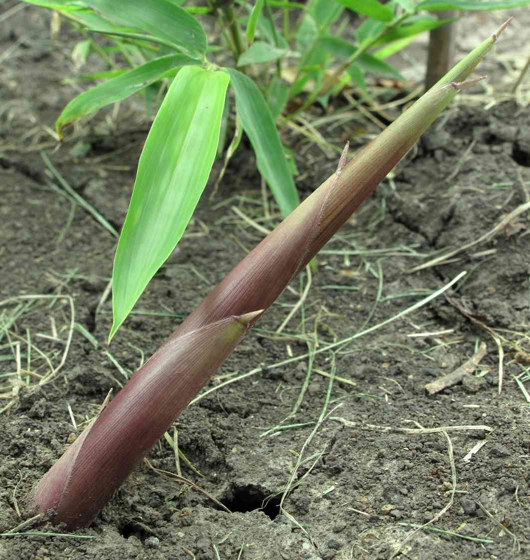 Bamboo Shoots: Edible, sustainable and nutritional﻿ | Bambu Batu