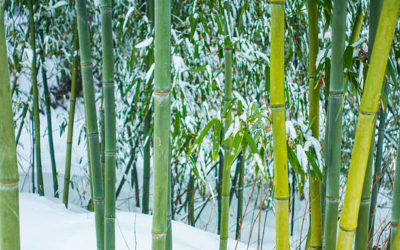 Growing Bamboo in Canada