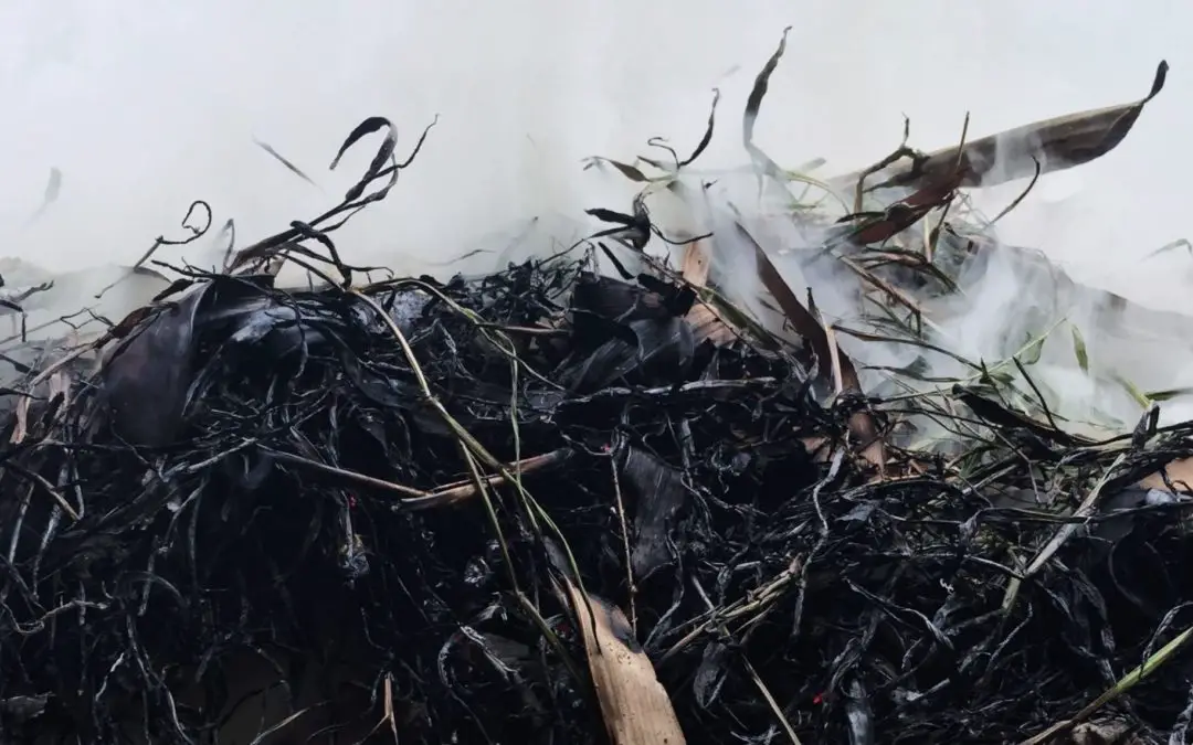 A handful of Compost Tips on the verge of springtime