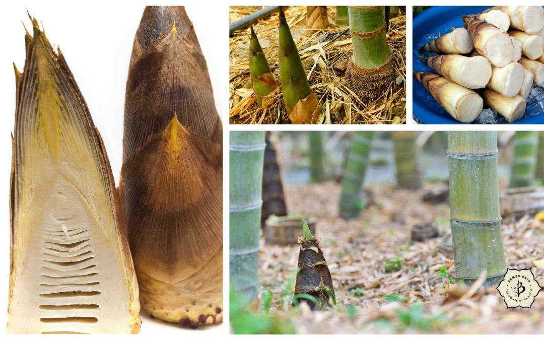 Edible bamboo shoots collage