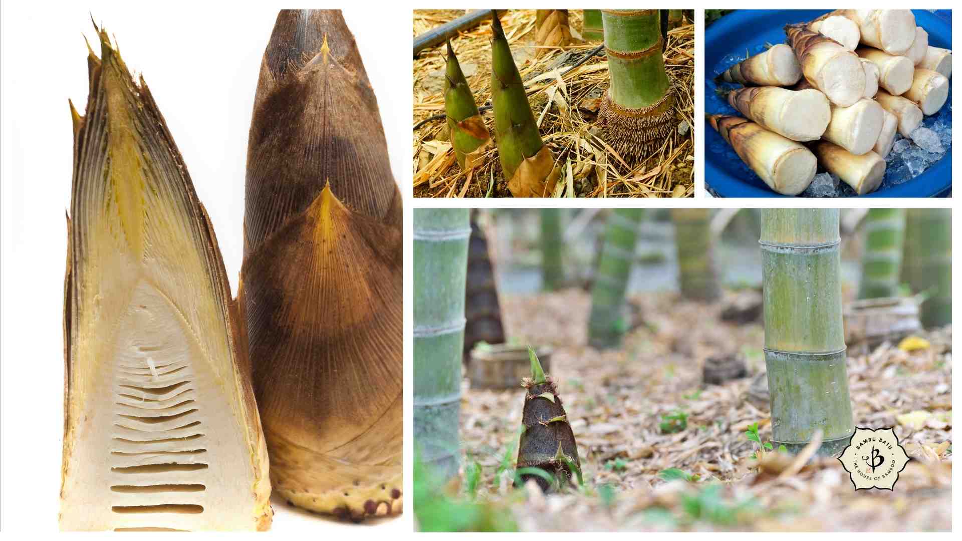 Edible bamboo shoots collage