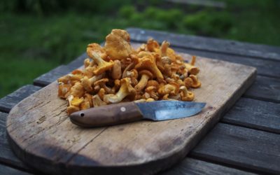 Enchanting Chanterelles: Mushroom hunting in SLO