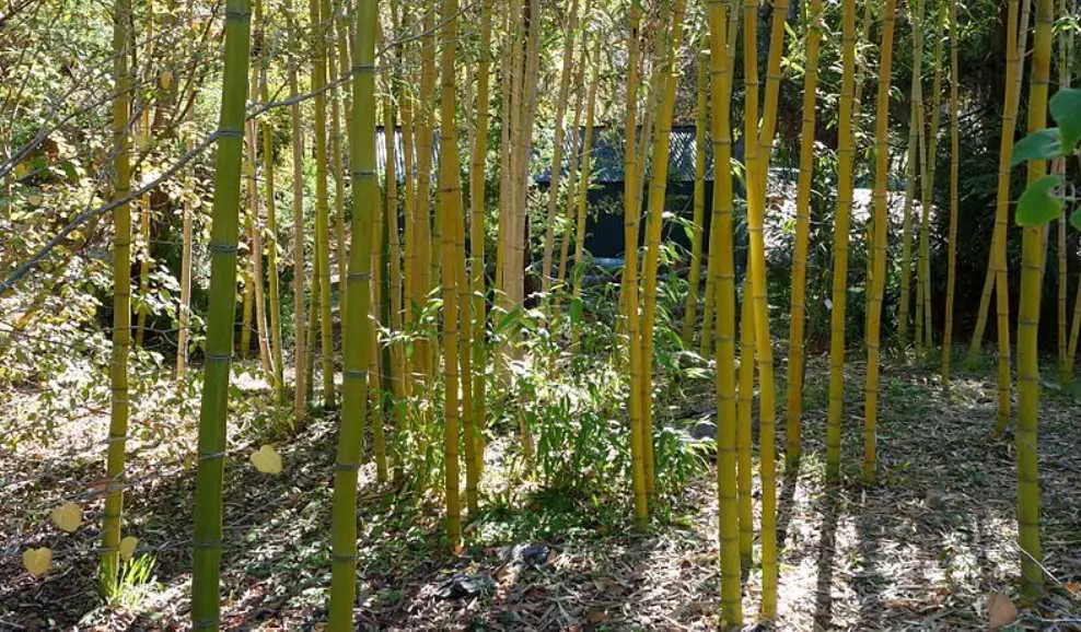Phyllostachys vivax: Running timber bamboo
