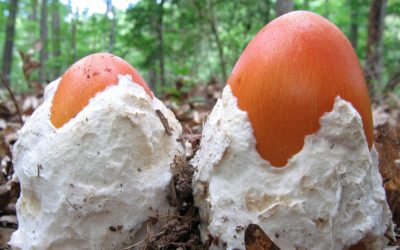 A Shroom of Your Own: The sustainable mushroom death suit