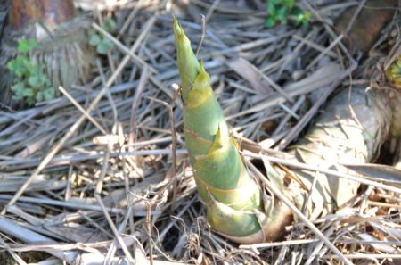 Bamboo shoot recipe