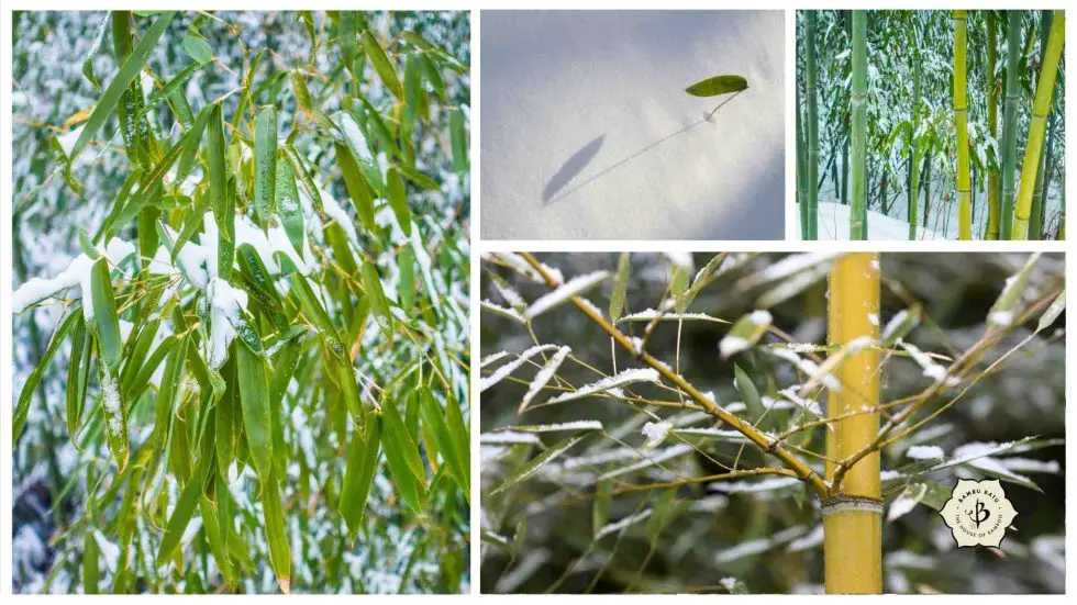 15 Cold Hardy Bamboos for Snowy Climates Bambu Batu