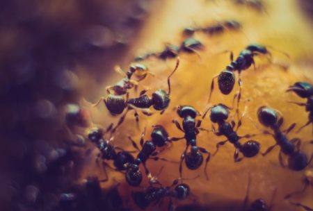 Pest control for nature lovers