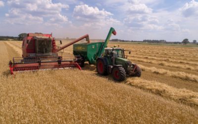 Monoculture and Bamboo: Problems and Solutions