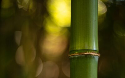 How to Choose the Best Bamboos