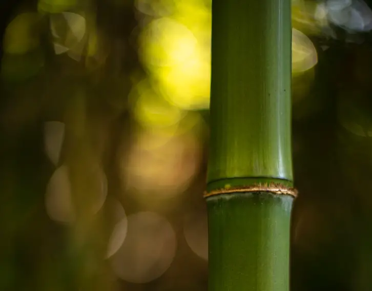How to Choose the Best Bamboos
