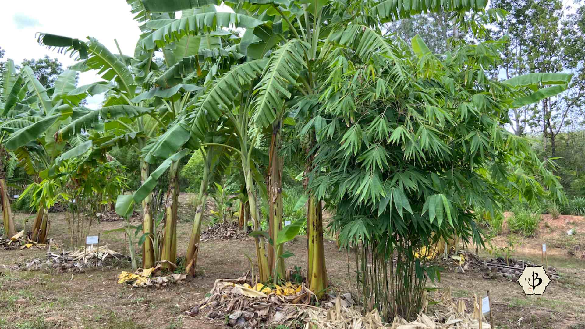 Banana and bamboo intercropping
