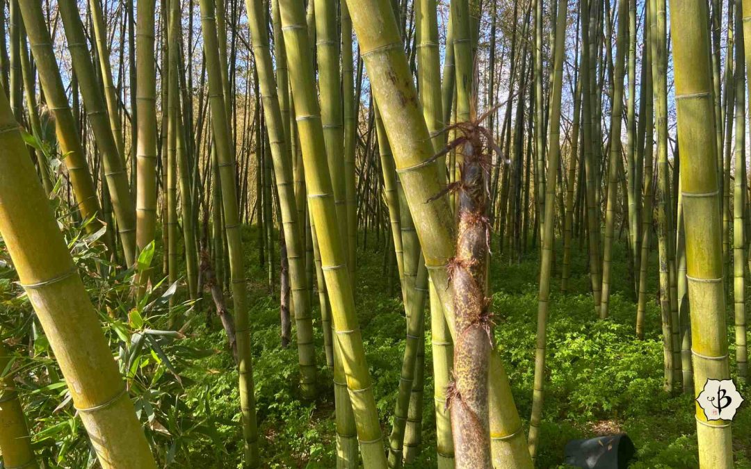 What’s so great about bamboo?