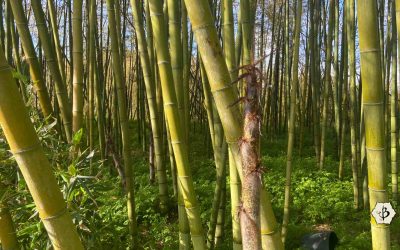 What’s so great about bamboo?