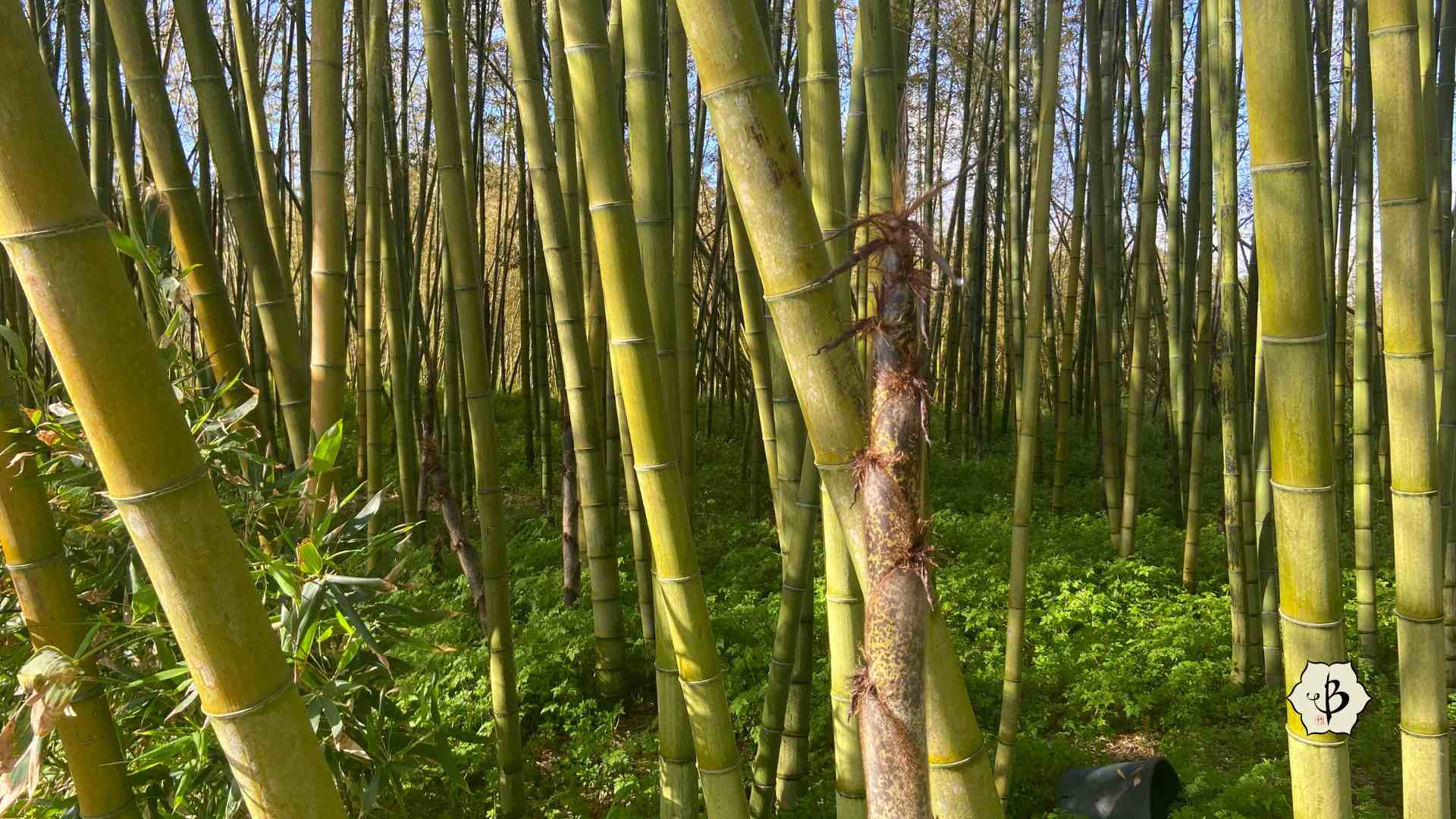 Moso shoots in a great bamboo grove