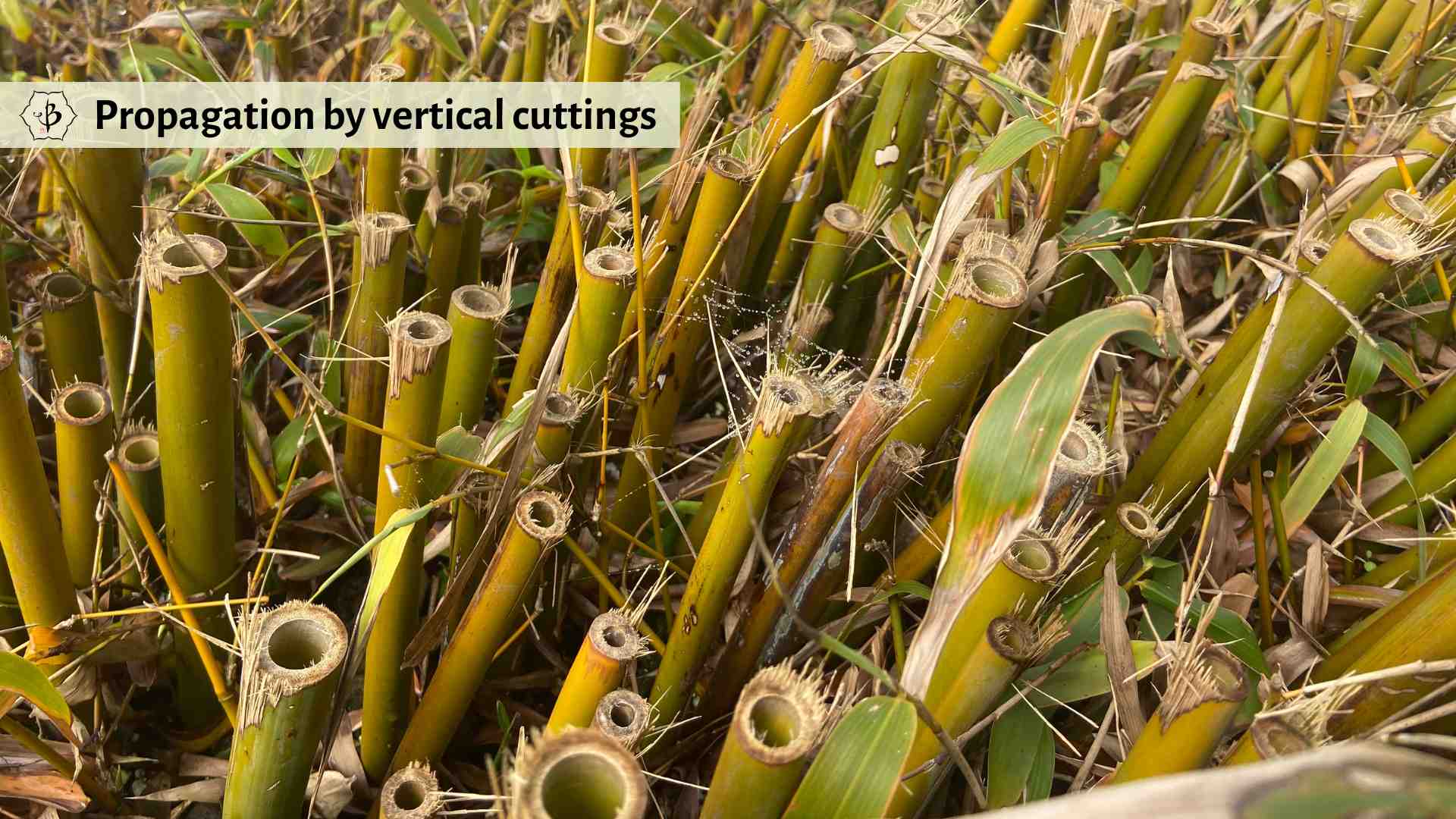 Bamboo propagation by vertical cuttings
