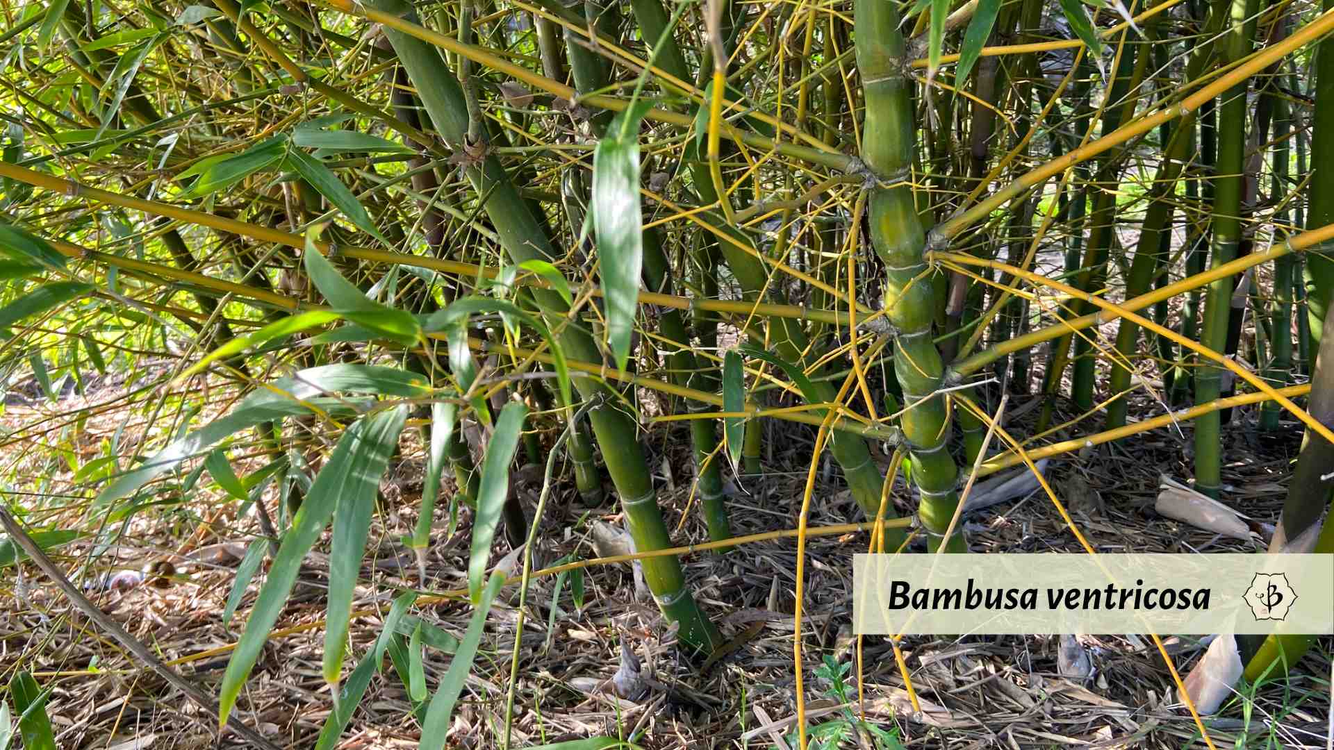 Bambusa ventricosa big buddha