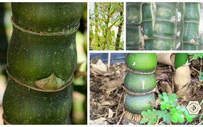 Buddha Belly: Bamboo of the highest calling